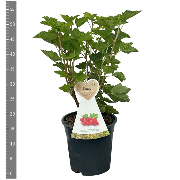 <h4>Ribes r. Jonkheer van Tets 3 liter (rode bes)</h4>