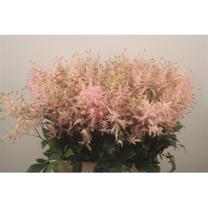 Astilbe Europa Light Pink