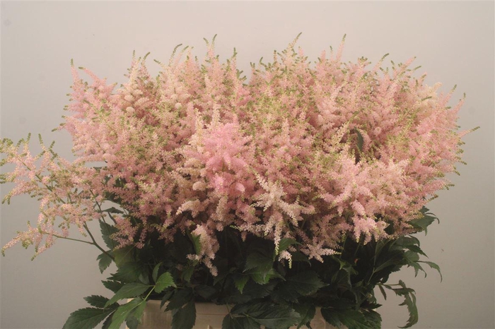 <h4>Astilbe Europa Light Pink</h4>
