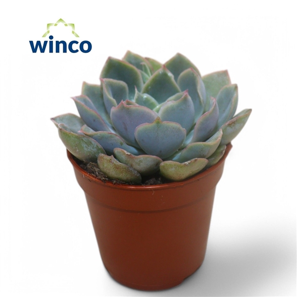 <h4>Echeveria Blue Speed</h4>