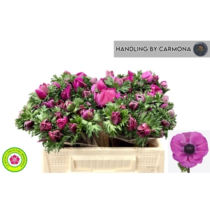 ANEM CO MIS + FUCSIA