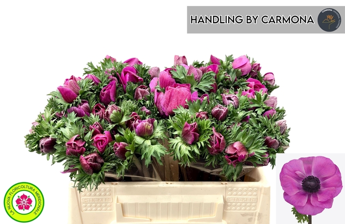 <h4>ANEM CO MIS + FUCSIA</h4>