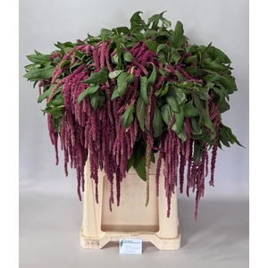 Amaranthus Red Cord Johan Oudshoorn
