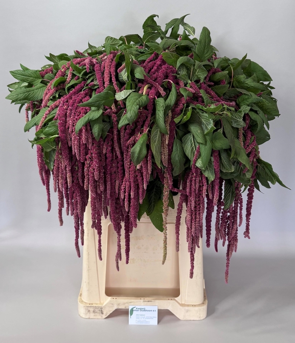 <h4>Amaranthus Red Cord Johan Oudshoorn</h4>