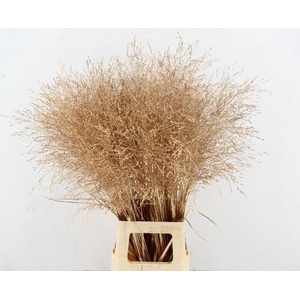 Gras Panic Warrior Antique Gold