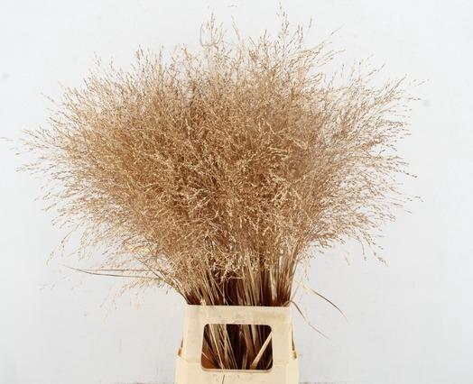 <h4>Gras Panic Warrior Antique Gold</h4>