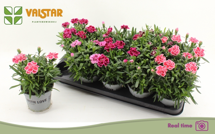 <h4>DIAN OSC GEM</h4>