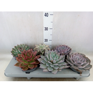Echeveria   ...mix