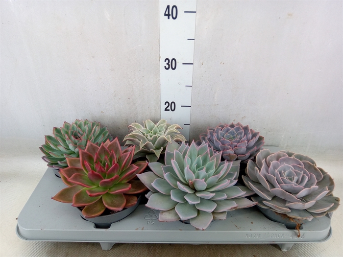 <h4>Echeveria   ...mix</h4>