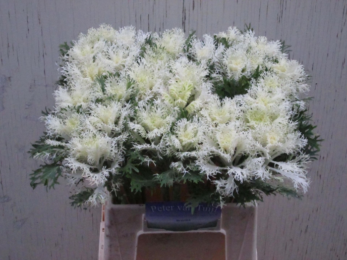 <h4>BRASS CRANE FEATHER SNOW</h4>