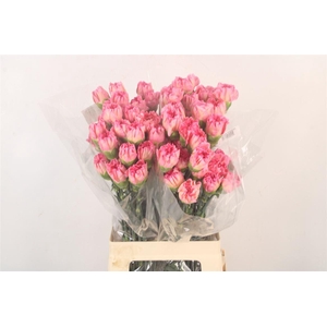 Di St Minami Pashion