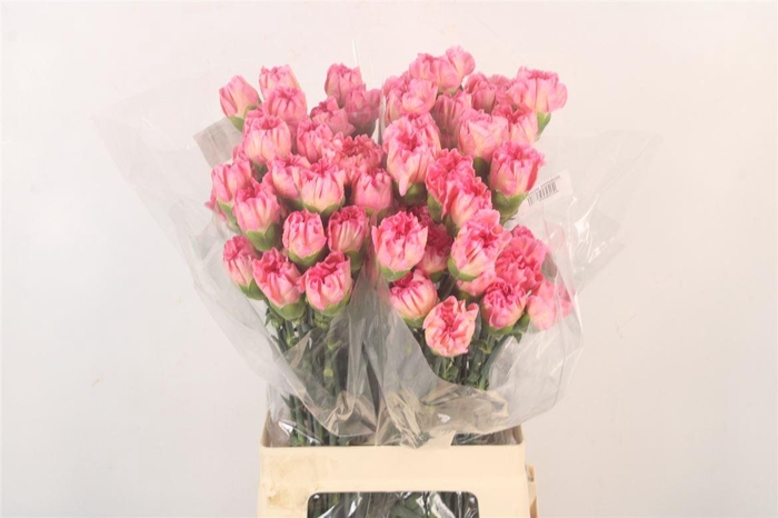 <h4>Di St Minami Pashion</h4>