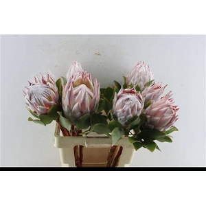 PROTEA CYNAROIDES