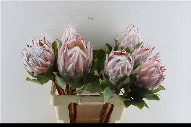 <h4>PROTEA CYNAROIDES</h4>
