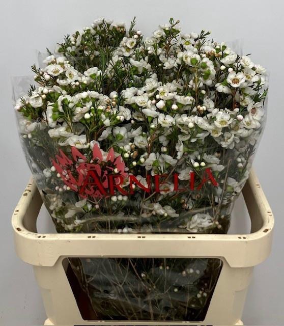 <h4>CHAME RHIANNON 70gr</h4>