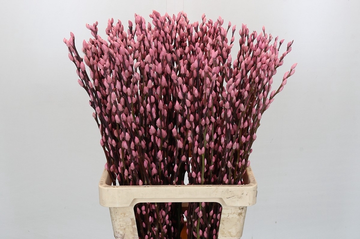 <h4>Salix Caprea Snow Flake P. Light Pink</h4>