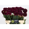 Dahlia Black Fox
