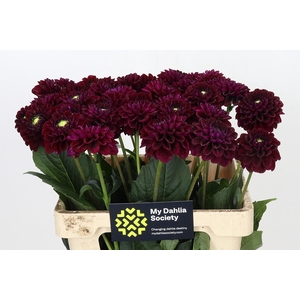 Dahlia Black Fox