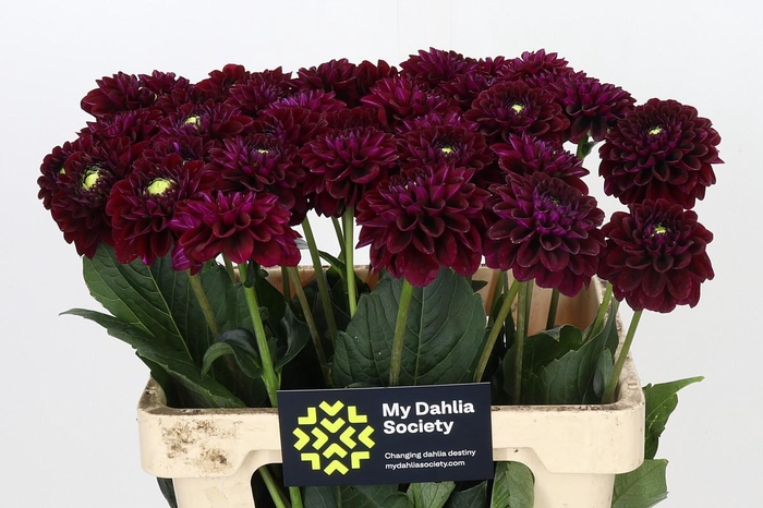 <h4>Dahlia Black Fox</h4>