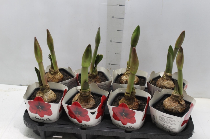 <h4>AMARYLLIS P14</h4>