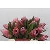 Protea Pink Ice