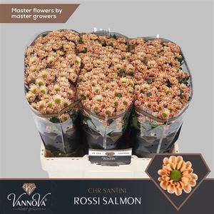 Chr San Rossi Salmon VannoVa