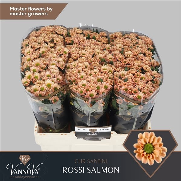 <h4>Chr San Rossi Salmon VannoVa</h4>