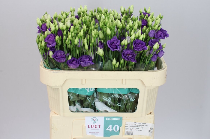 <h4>Eust Du Rosita Bright Blue</h4>