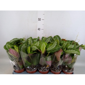 Maranta leuc. 'Exclusive Grey'