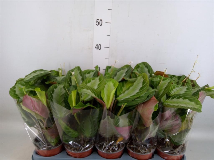 <h4>Maranta leuc. 'Exclusive Grey'</h4>