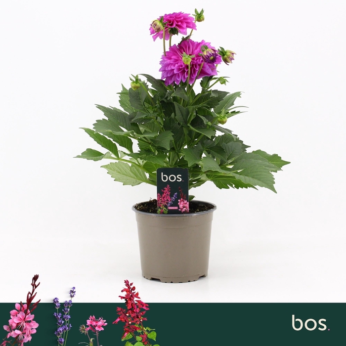 <h4>DAHL D M NEON LILAC</h4>