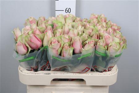 <h4>R Gr La Belle</h4>