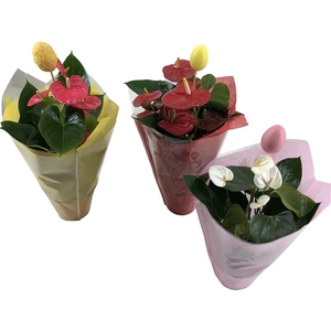 Anthurium Flamingomix Pasen