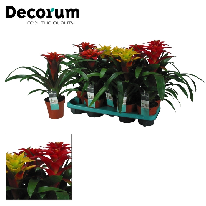 <h4>Guzmania Squarrosa Mix (Decorum)</h4>