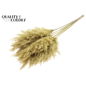Pampas Grass 70cm 10st/bunch Frosted Yellow