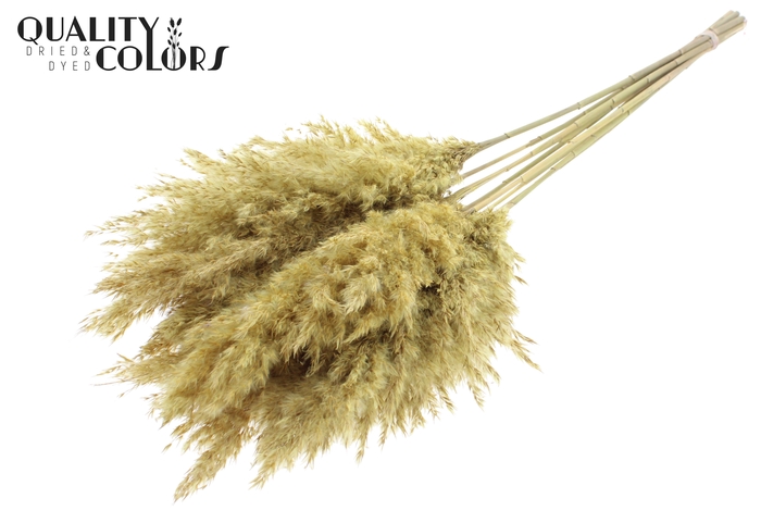 <h4>Pampas Grass 70cm 10st/bunch Frosted Yellow</h4>