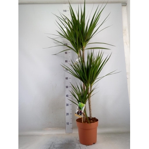 Dracaena marg.