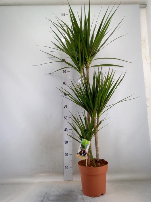<h4>Dracaena marg.</h4>