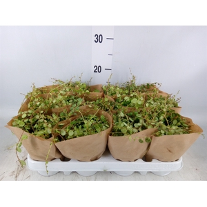 Peperomia pros.