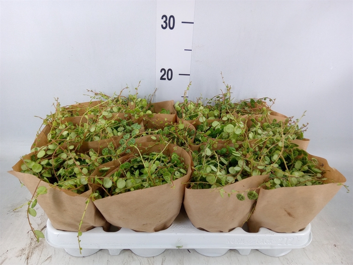 <h4>Peperomia pros.</h4>