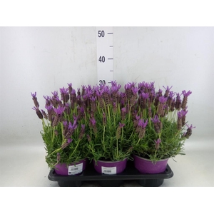 Lavandula stoec.