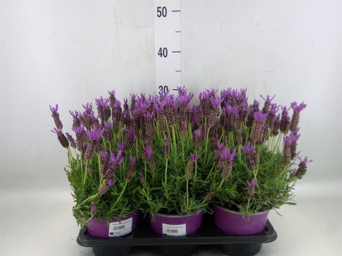 <h4>Lavandula stoec.</h4>