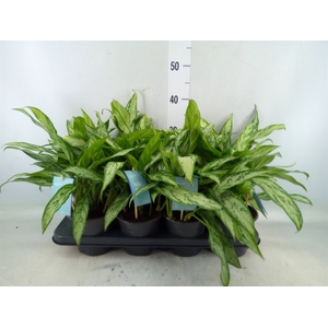 Aglaonema  'Silver Queen Compact'