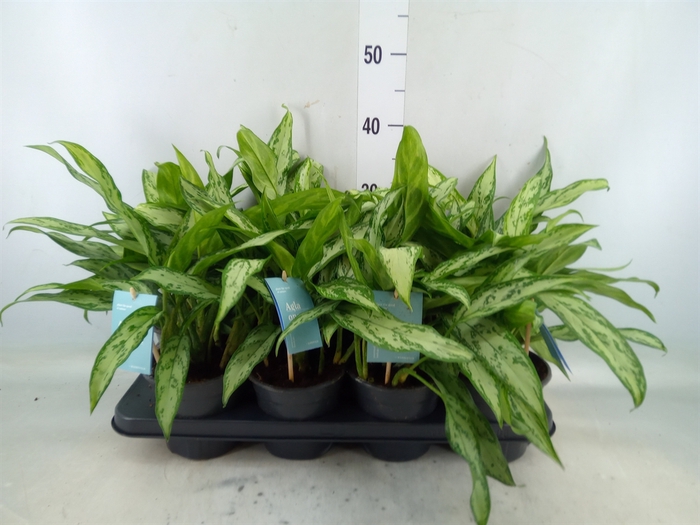 <h4>Aglaonema  'Silver Queen Compact'</h4>