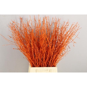 Betula Bs Orange Fst