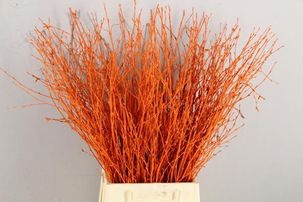 <h4>Betula Bs Orange Fst</h4>