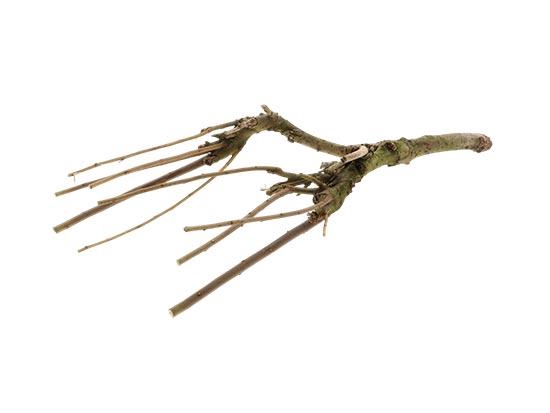 Branch Sering Mossed L60/70