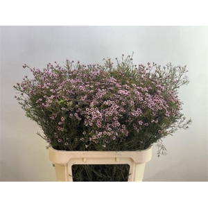 CHAME UN JUPITER SOL