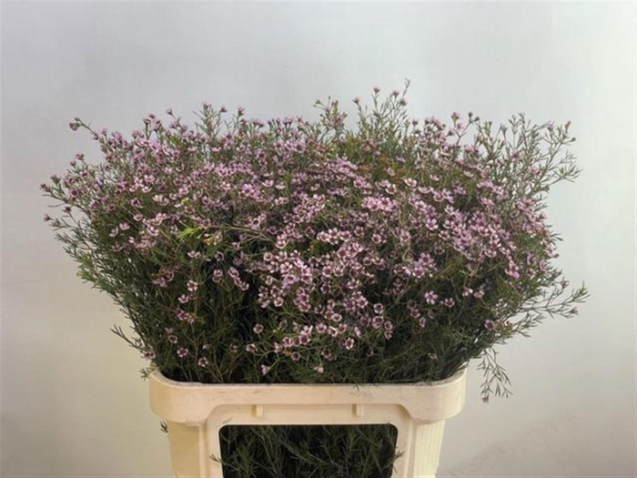 <h4>CHAME UN JUPITER SOL</h4>