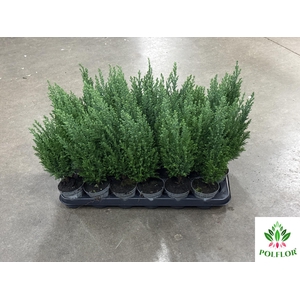 Chamaecyparis law. Ellwoodii 9Ø 30cm